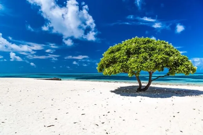 Framed Print : The iconic divi divi tree on the white sand of Maldives islands. Sunny day with blue sky and white clouds. Tranquil tropical nature view