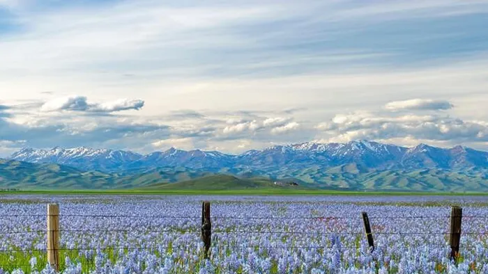 Framed Print : Idaho Camas Lilys in full spring bloom near Fairfield Framed Print : Idaho Camas Lilys in full spring bloom near Fairfield