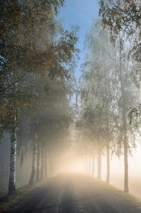 Framed Print : Idyllic landscape with birch alley, beautiful morning fog and light at autumn morning in Finland Framed Print : Idyllic landscape with birch alley, beautiful morning fog and light at autumn morning in Finland