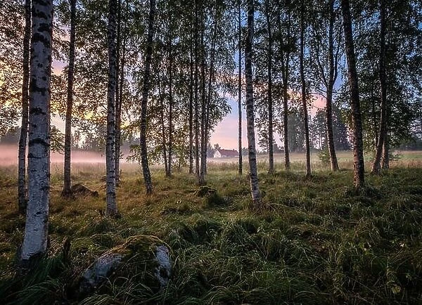 Idyllic landscape with birch forest and farm house at summer evening in Finland