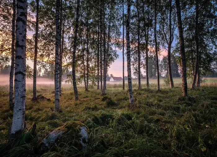 Framed Print : Idyllic landscape with birch forest and farm house at summer evening in Finland Framed Print : Idyllic landscape with birch forest and farm house at summer evening in Finland