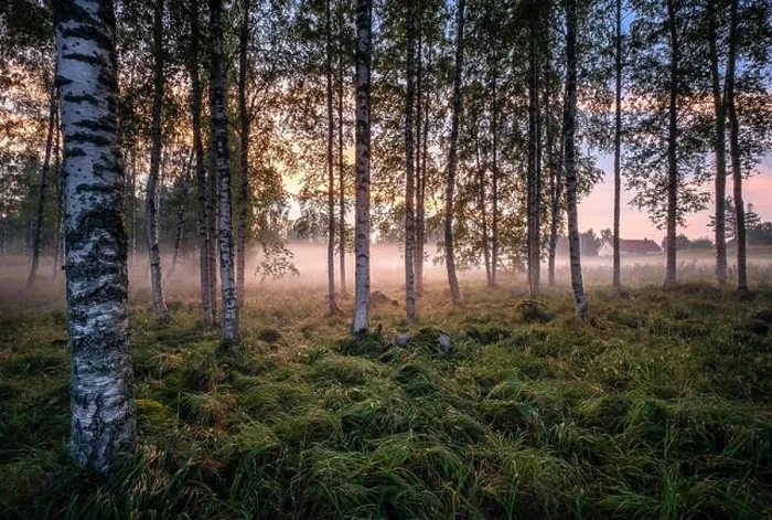 Framed Print : Idyllic landscape with birch forest and farm house at summer evening in Finland Framed Print : Idyllic landscape with birch forest and farm house at summer evening in Finland