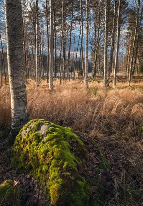 Framed Print : Idyllic landscape with nice light, fall colors and moss stones at autumn day in countryside Finland Framed Print : Idyllic landscape with nice light, fall colors and moss stones at autumn day in countryside Finland