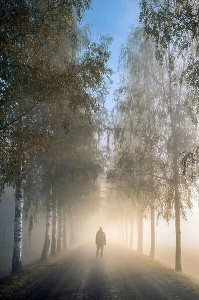 Idyllic landscape with walking man, birch alley, beautiful morning fog and light at autumn morning in Finland