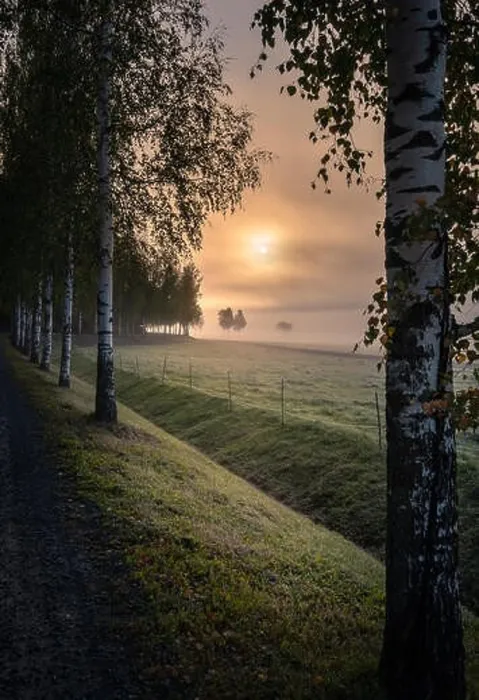 Framed Print : Idyllic sunrise landscape with road and fog at beautiful autumn morning in Finland Framed Print : Idyllic sunrise landscape with road and fog at beautiful autumn morning in Finland