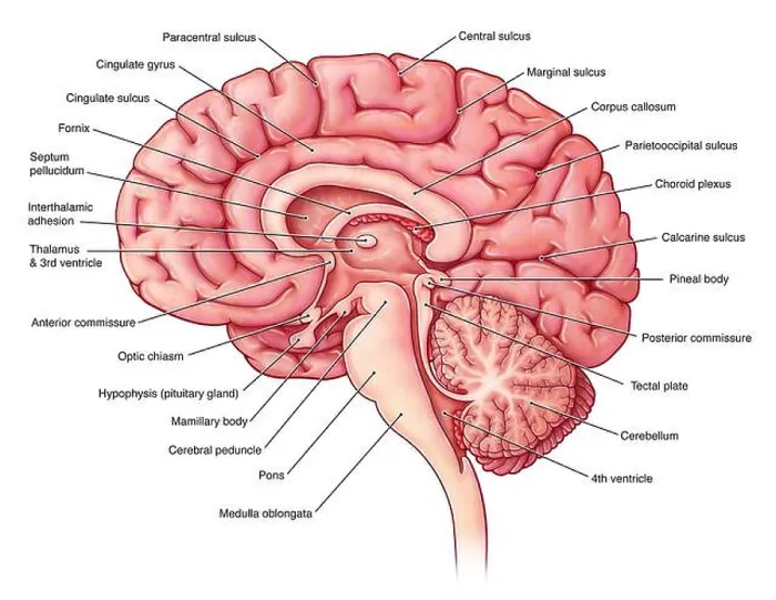 Framed Print : An illustration of the brain from a midsagittal view Framed Print : An illustration of the brain from a midsagittal view