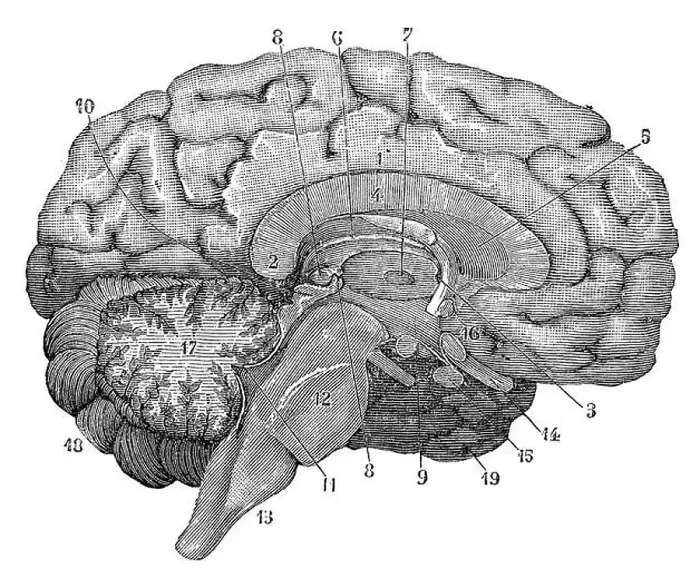Framed Print : Illustration of a cross-section of the brain showing parts such as the cerebrum Framed Print : Illustration of a cross-section of the brain showing parts such as the cerebrum