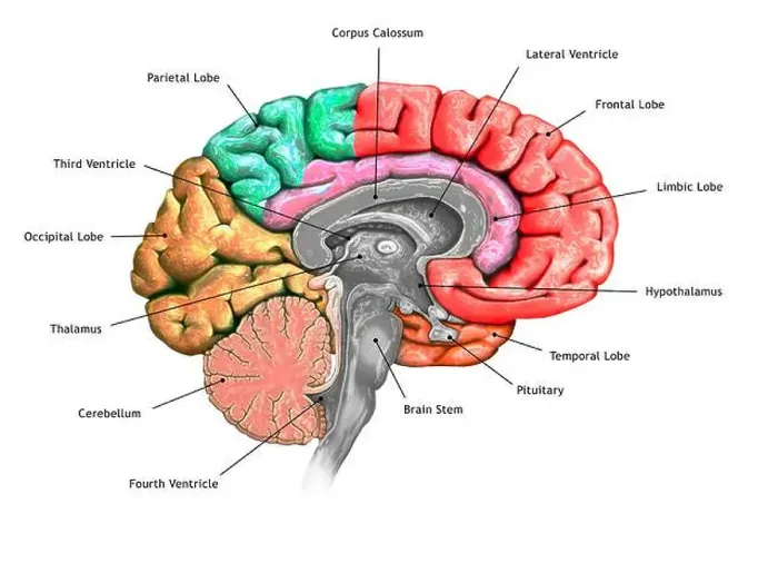 Framed Print : Illustration of a cross-section of the brain showing the various lobes Framed Print : Illustration of a cross-section of the brain showing the various lobes