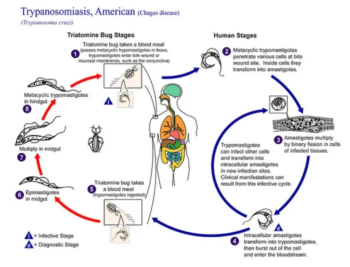 Framed Print : illustration depicting the life cycle of Trypanosoma cruzi the causal agent of American Trypanosomiasis Framed Print : illustration depicting the life cycle of Trypanosoma cruzi the causal agent of American Trypanosomiasis