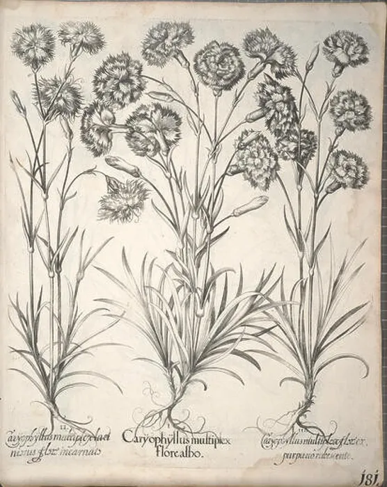 Framed Print : An illustration from *Hortus Eystettensis* Framed Print : An illustration from *Hortus Eystettensis*