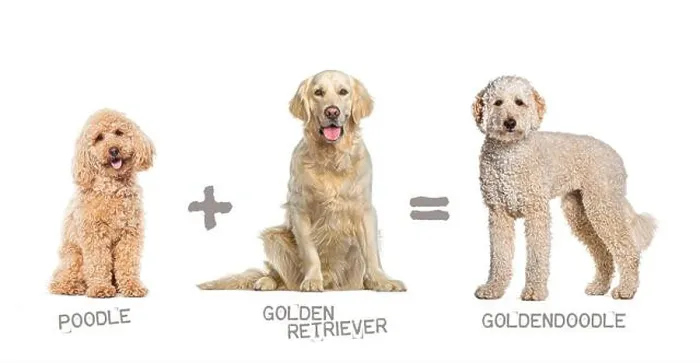 Framed Print : Illustration of a mix between two breeds of dog - poodle and Golden retriever giving birth to a Goldendoodle