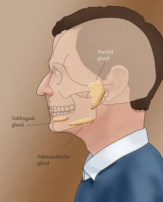 Framed Print : Illustration showing the location of the salivary glands in a male profile Framed Print : Illustration showing the location of the salivary glands in a male profile