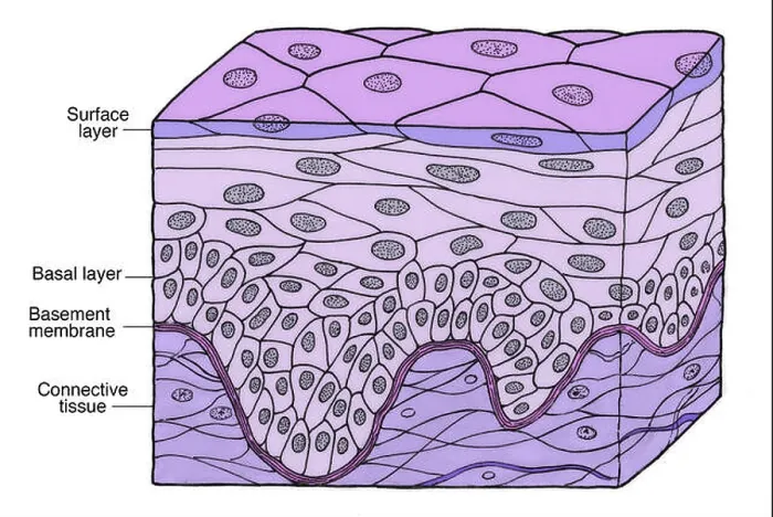 Framed Print : Illustration of Stratified Squamous Epithelium Framed Print : Illustration of Stratified Squamous Epithelium