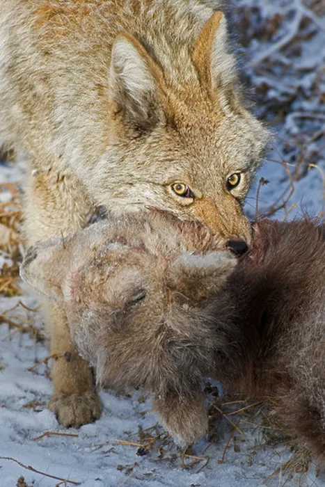 Framed Print : A image of an adult coyote dragging the body of a baby Bighorn Sheep after killing it Framed Print : A image of an adult coyote dragging the body of a baby Bighorn Sheep after killing it