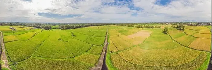 Framed Print : Image of beautiful Terraced rice field in water season and Irrigation from drone, Top view of rices paddy Framed Print : Image of beautiful Terraced rice field in water season and Irrigation from drone, Top view of rices paddy