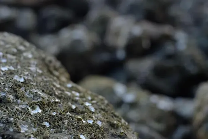 Framed Print : This image captures a detailed close-up of barnacles clinging to a rocky surface Framed Print : This image captures a detailed close-up of barnacles clinging to a rocky surface