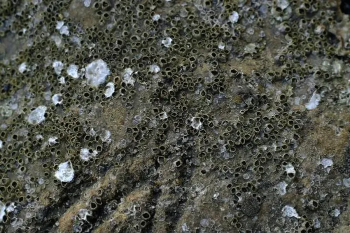Framed Print : This image captures a detailed close-up of barnacles clinging to a rocky surface Framed Print : This image captures a detailed close-up of barnacles clinging to a rocky surface
