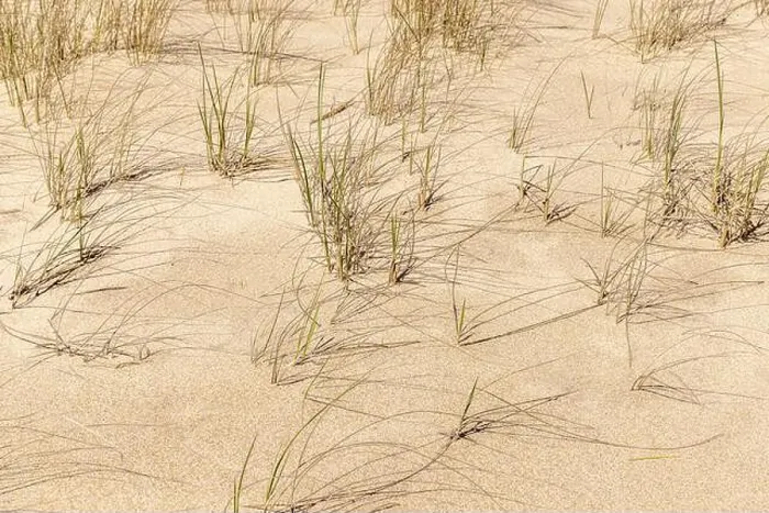 Framed Print : detail image of clumps of beach grass on an amagansett ocean beach Framed Print : detail image of clumps of beach grass on an amagansett ocean beach