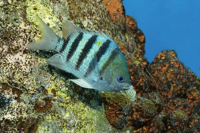 Framed Print : Image of a vibrant Sergeant Major fish, Abudefduf saxatilis, swimming near the coral-covered reefs of Bonaire Framed Print : Image of a vibrant Sergeant Major fish, Abudefduf saxatilis, swimming near the coral-covered reefs of Bonaire