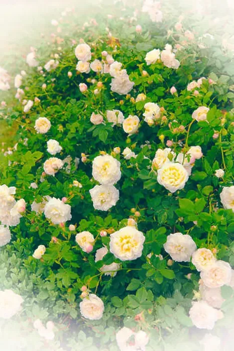 Framed Print : Image of vintage white roses bush in a romantic summer garden Framed Print : Image of vintage white roses bush in a romantic summer garden