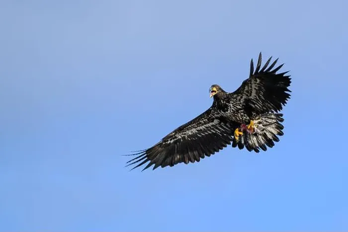 Framed Print : Immature bald eagle in attack pose flying in blue sky with meat in talons Framed Print : Immature bald eagle in attack pose flying in blue sky with meat in talons
