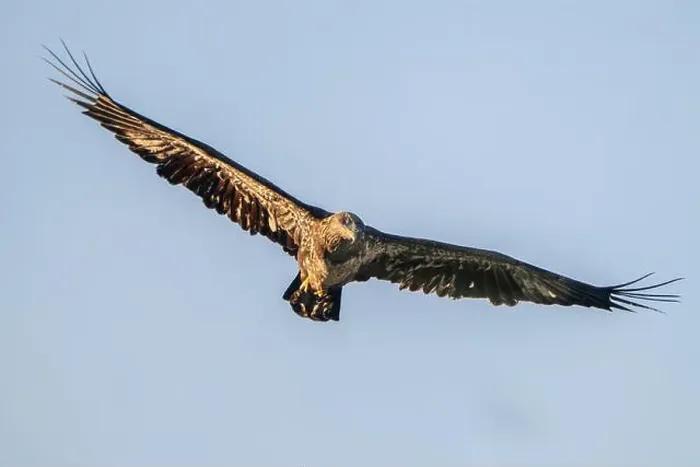 Framed Print : An immature bald eagle flying Framed Print : An immature bald eagle flying