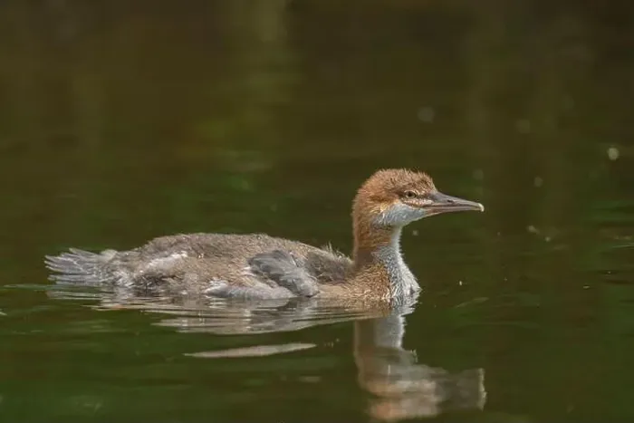 Framed Print : immature Common Merganser (Mergus merganser) El Dorado County California USA Framed Print : immature Common Merganser (Mergus merganser) El Dorado County California USA