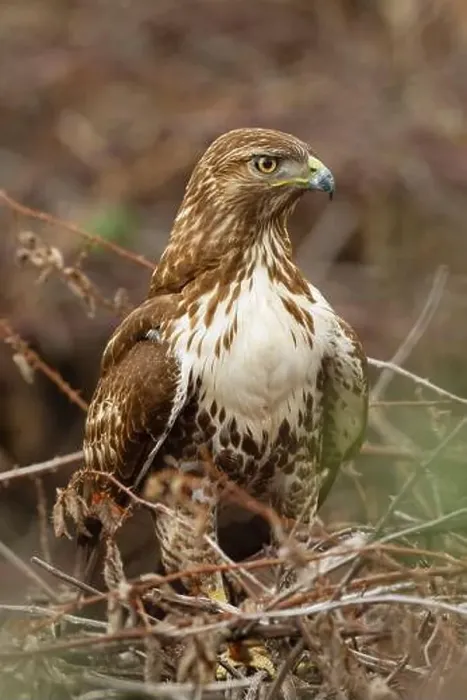 Framed Print : An immature Red-tailed Hawk (Buteo jamaicensis) perched in a blackberry thicket