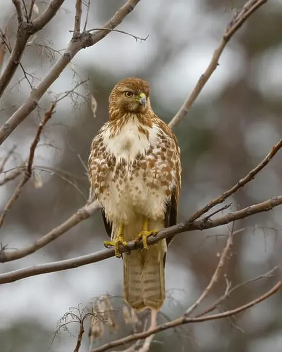Framed Print : An immature Red-tailed Hawk (Buteo jamaicensis) perched in a tree Framed Print : An immature Red-tailed Hawk (Buteo jamaicensis) perched in a tree