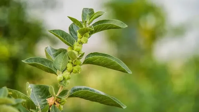 Framed Print : Immunity booster plant, Withania somnifera Framed Print : Immunity booster plant, Withania somnifera