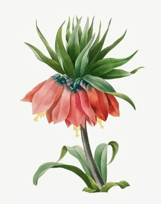 Framed Print : Imperial Fritillaire. Beautiful flower illustration. Antique Botanical art by Pierre Joseph Redouté. Circa 1833 Framed Print : Imperial Fritillaire. Beautiful flower illustration. Antique Botanical art by Pierre Joseph Redouté. Circa 1833