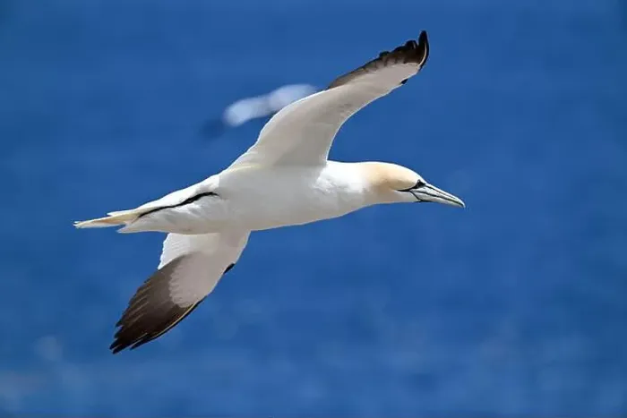 Framed Print : One of the most important colony of gannets (fous de Bassan) in the world is on the ile Bonanventure Framed Print : One of the most important colony of gannets (fous de Bassan) in the world is on the ile Bonanventure