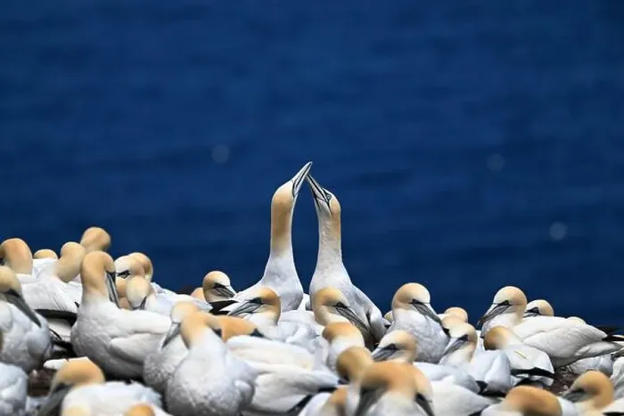 Framed Print : One of the most important colony of gannets (fous de Bassan) in the world is on the ile Bonanventure
