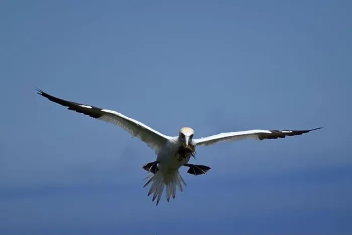 Framed Print : One of the most important colony of gannets (fous de Bassan) in the world is on the ile Bonanventure Framed Print : One of the most important colony of gannets (fous de Bassan) in the world is on the ile Bonanventure