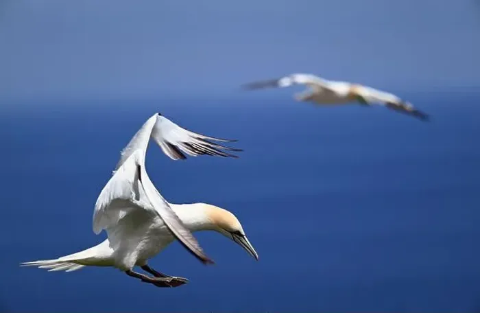 Framed Print : One of the most important colony of gannets (fous de Bassan) in the world is on the ile Bonanventure Framed Print : One of the most important colony of gannets (fous de Bassan) in the world is on the ile Bonanventure
