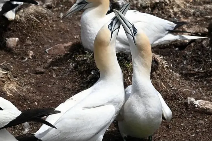 Framed Print : One of the most important colony of gannets (fous de Bassan) in the world is on the ile Bonanventure Framed Print : One of the most important colony of gannets (fous de Bassan) in the world is on the ile Bonanventure
