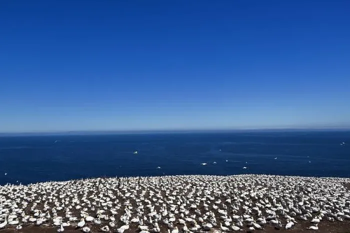 Framed Print : One of the most important colony of gannets (fous de Bassan) in the world is on the ile Bonanventure Framed Print : One of the most important colony of gannets (fous de Bassan) in the world is on the ile Bonanventure