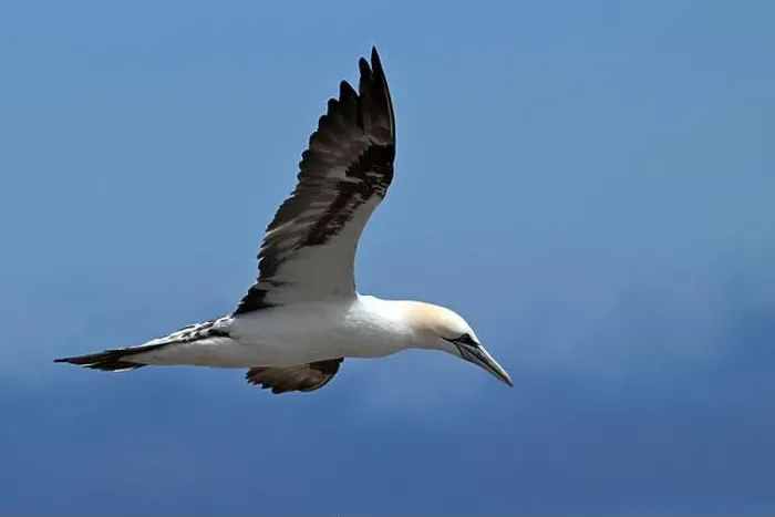 Framed Print : One of the most important colony of gannets (fous de Bassan) in the world is on the ile Bonanventure Framed Print : One of the most important colony of gannets (fous de Bassan) in the world is on the ile Bonanventure