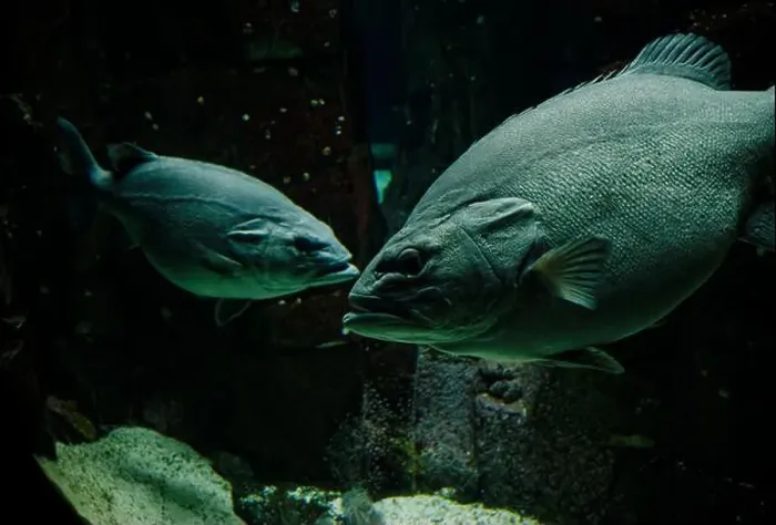 Framed Print : Two imposing groupers confront each other in the dim, aquatic environment of the Lisbon Oceanarium Framed Print : Two imposing groupers confront each other in the dim, aquatic environment of the Lisbon Oceanarium