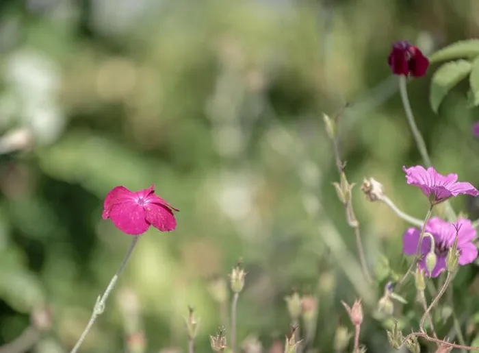 Framed Print : Impressionistic color outdoor macro of a wide open purple red blooming crown campion Framed Print : Impressionistic color outdoor macro of a wide open purple red blooming crown campion