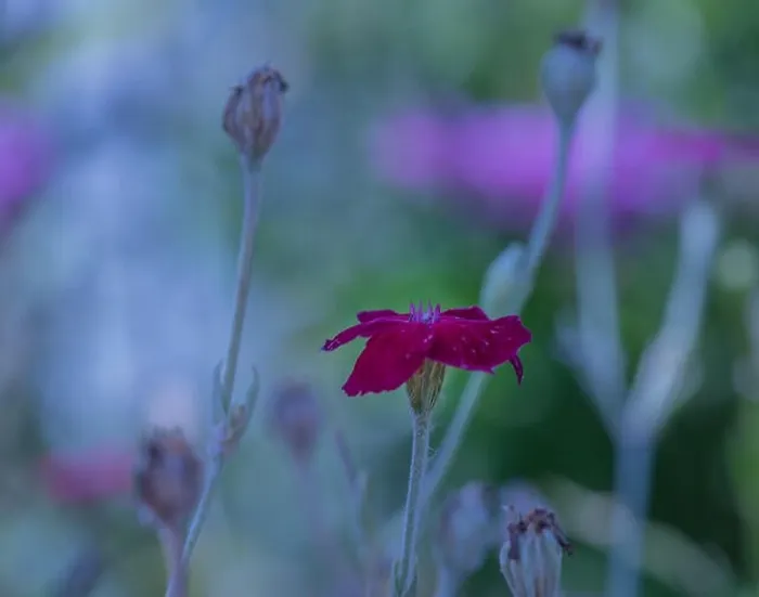 Framed Print : Impressionistic color outdoor macro of a wide open purple red blooming crown campion on pastel colored natural Framed Print : Impressionistic color outdoor macro of a wide open purple red blooming crown campion on pastel colored natural