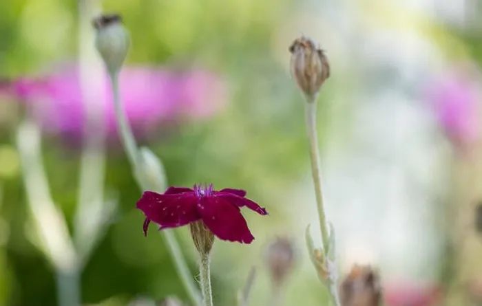 Framed Print : Impressionistic color outdoor macro of a wide open purple red blooming crown campion on pastel natural background Framed Print : Impressionistic color outdoor macro of a wide open purple red blooming crown campion on pastel natural background
