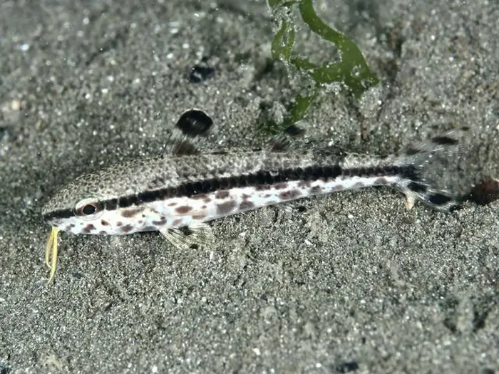 Framed Print : An inconspicuous grey fish, speckled mullet (Upeneus tragula) Framed Print : An inconspicuous grey fish, speckled mullet (Upeneus tragula)
