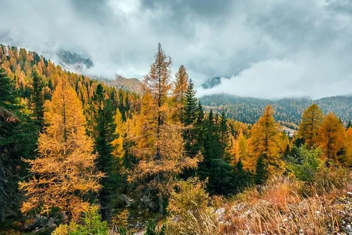 Framed Print : Incredible autumn view at Italian Dolomite Alps. Orange larches forest and foggy mountains peaks on background. Dolomites, Italy Framed Print : Incredible autumn view at Italian Dolomite Alps. Orange larches forest and foggy mountains peaks on background. Dolomites, Italy