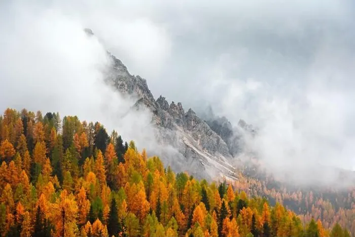 Framed Print : Incredible autumn view at Italian Dolomite Alps. Orange larches forest and foggy mountains peaks on background. Dolomites, Italy Framed Print : Incredible autumn view at Italian Dolomite Alps. Orange larches forest and foggy mountains peaks on background. Dolomites, Italy