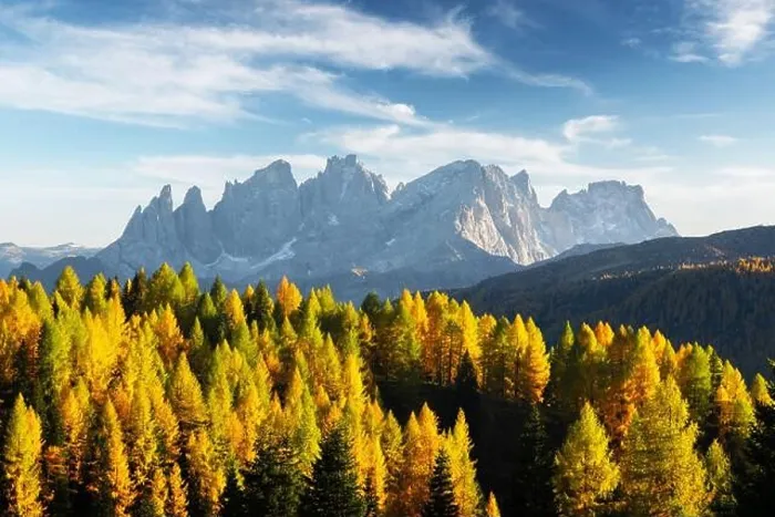 Framed Print : Incredible autumn view at Valfreda valley in Italian Dolomite Alps. Yellow and orange larches forest and snowy mountains peaks on background Framed Print : Incredible autumn view at Valfreda valley in Italian Dolomite Alps. Yellow and orange larches forest and snowy mountains peaks on background