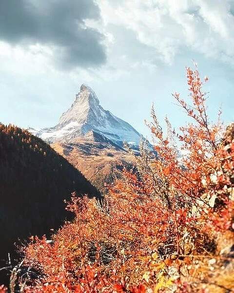 Incredible colorful landscape with Matterhorn Cervino peak and red flowers bush in Swiss Alps