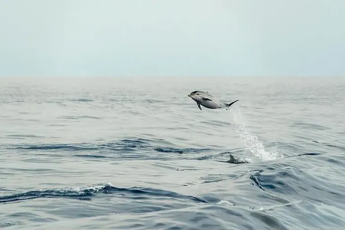 Framed Print : incredible high jump of striped dolphin jumping outside the blue sea Framed Print : incredible high jump of striped dolphin jumping outside the blue sea
