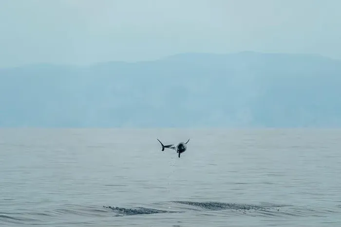 Framed Print : incredible high jump of striped dolphin jumping outside the blue sea Framed Print : incredible high jump of striped dolphin jumping outside the blue sea