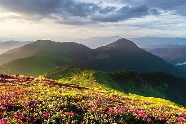 Incredible landscape with magic pink rhododendron flowers blooming in Carpathian mountains during sunrise